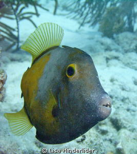White Spotted file fish with crumbs on his face! by Lisa Hinderlider 